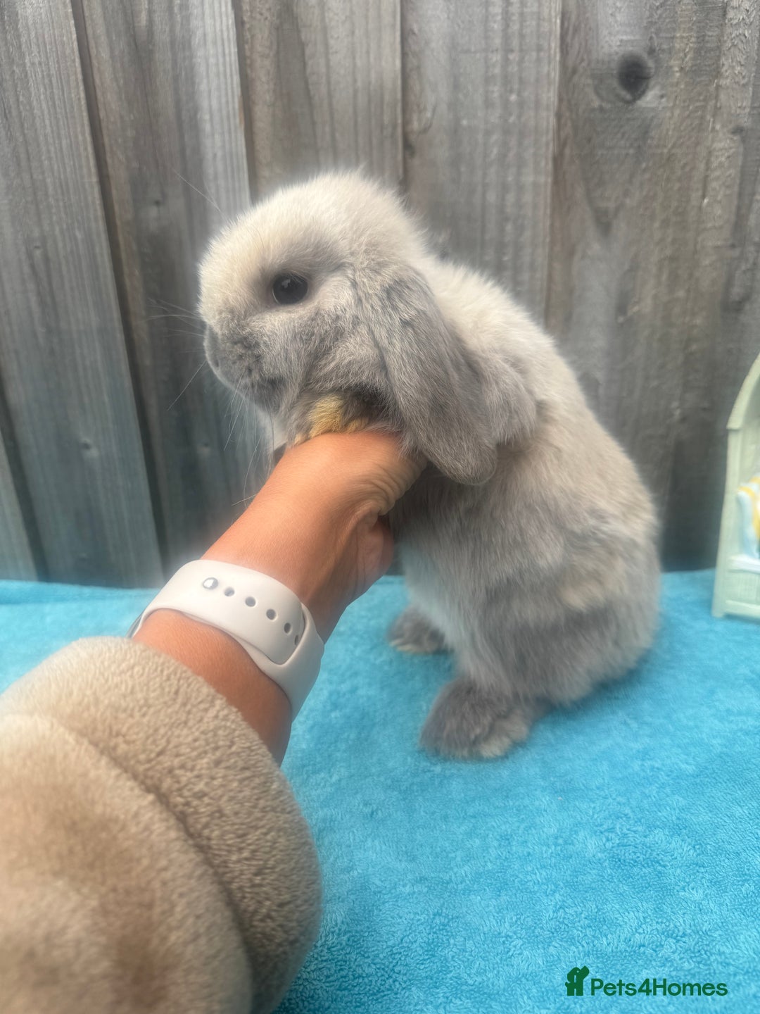 Mini Lop rabbits for sale: Mini lop babies ready to go - Image 4