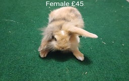 Mini Lion Lop rabbits for sale: 6 Sweet Baby Lion Lop Rabbits - Image 2