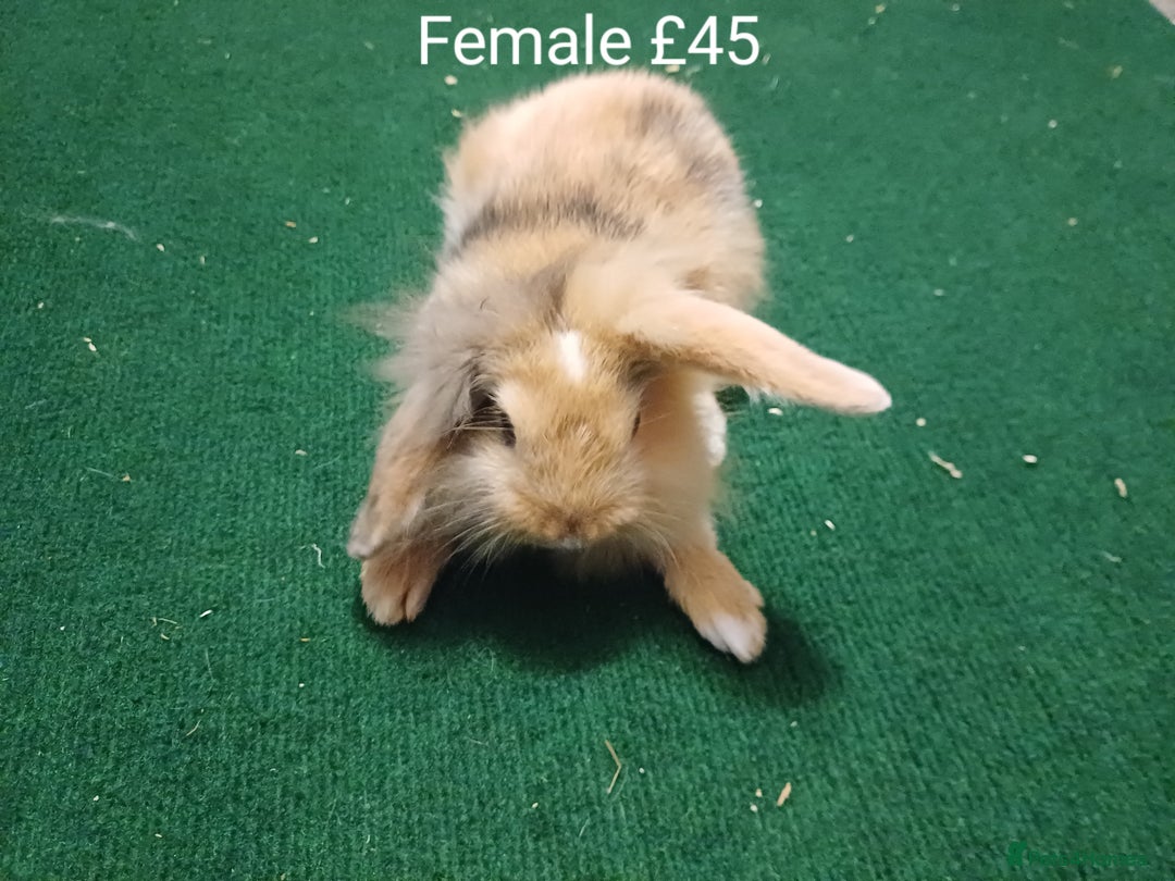 Mini Lion Lop rabbits for sale: 6 Sweet Baby Lion Lop Rabbits - Image 2