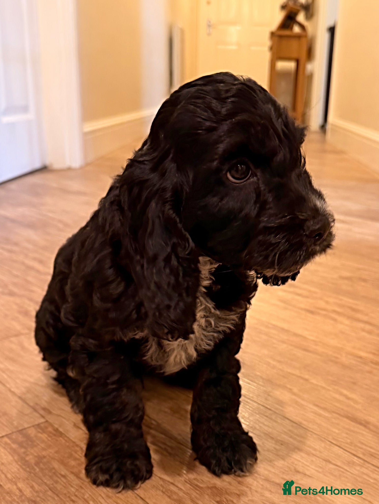 Cockapoo dogs F1 Cockapoo Puppies - Advert 2