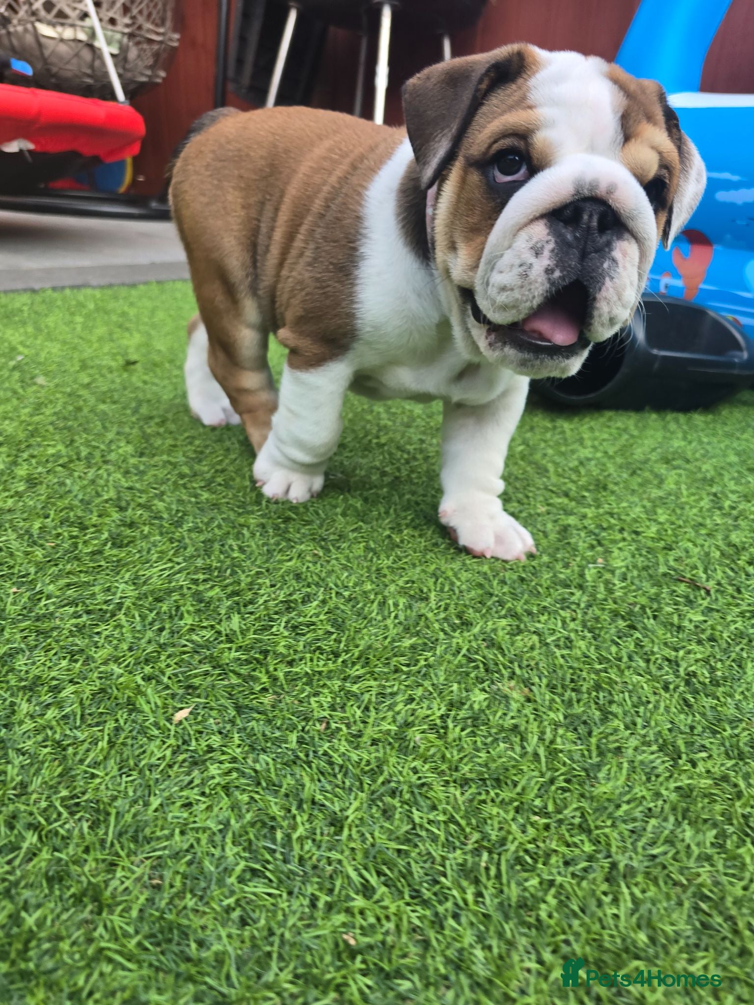English Bulldog dogs 🐾 Beautiful KC  girl🐶 READY NOW ! 🎉🥰 - Advert 6
