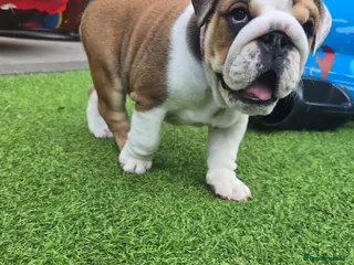 English Bulldog dogs 🐾 Beautiful KC girl🐶 READY NOW ! 🎉🥰 - Advert 6