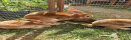 Rex rabbits for sale: Mini rex  - Advert 8