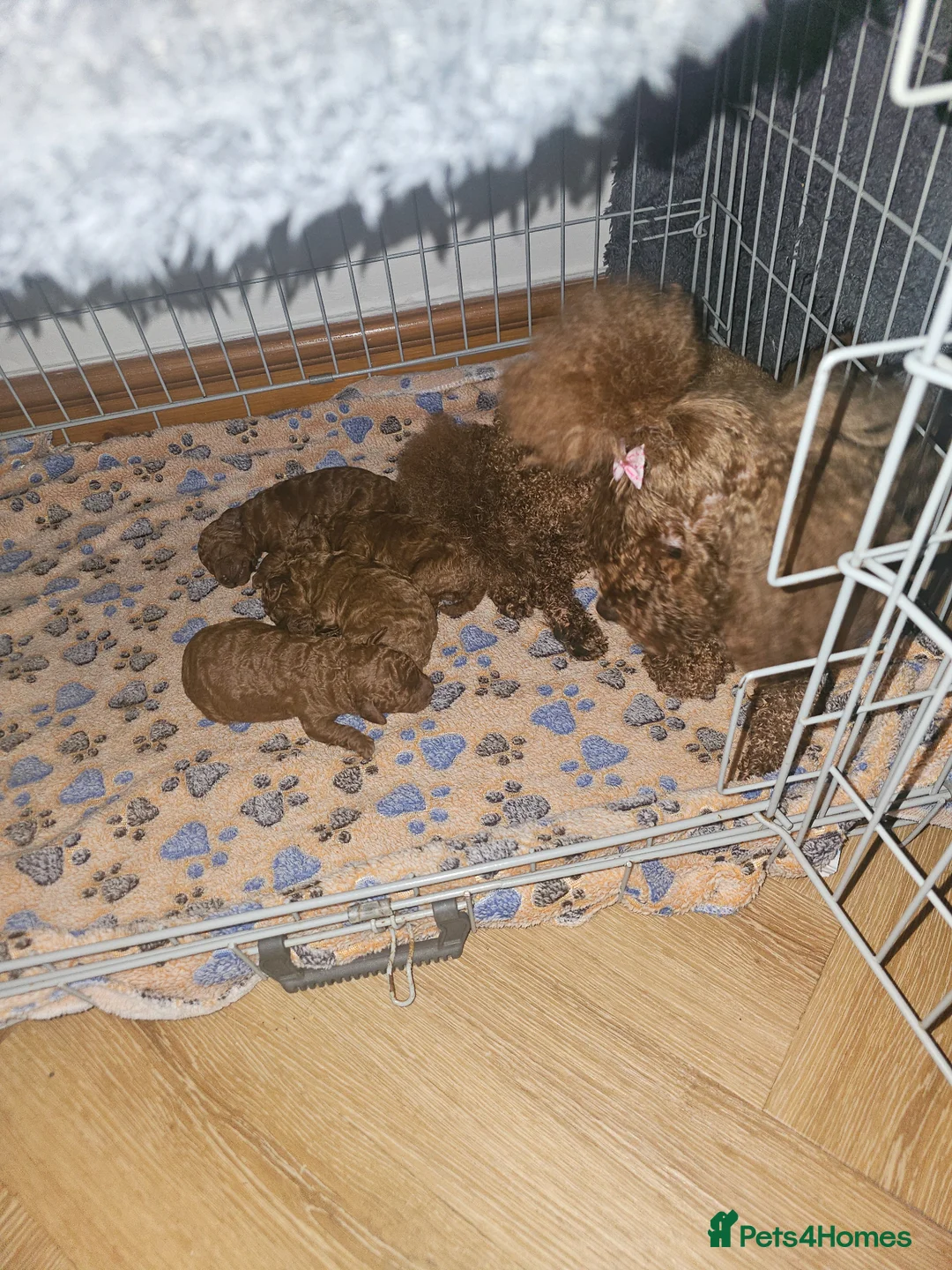 Toy Poodle dogs for sale: Outstanding KC registered dark red Toy poodles  - Advert 2