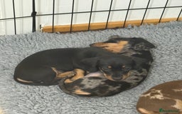 Miniature Dachshund dogs for sale: READY NOW - 2 boys left - KC registered  - Image 2