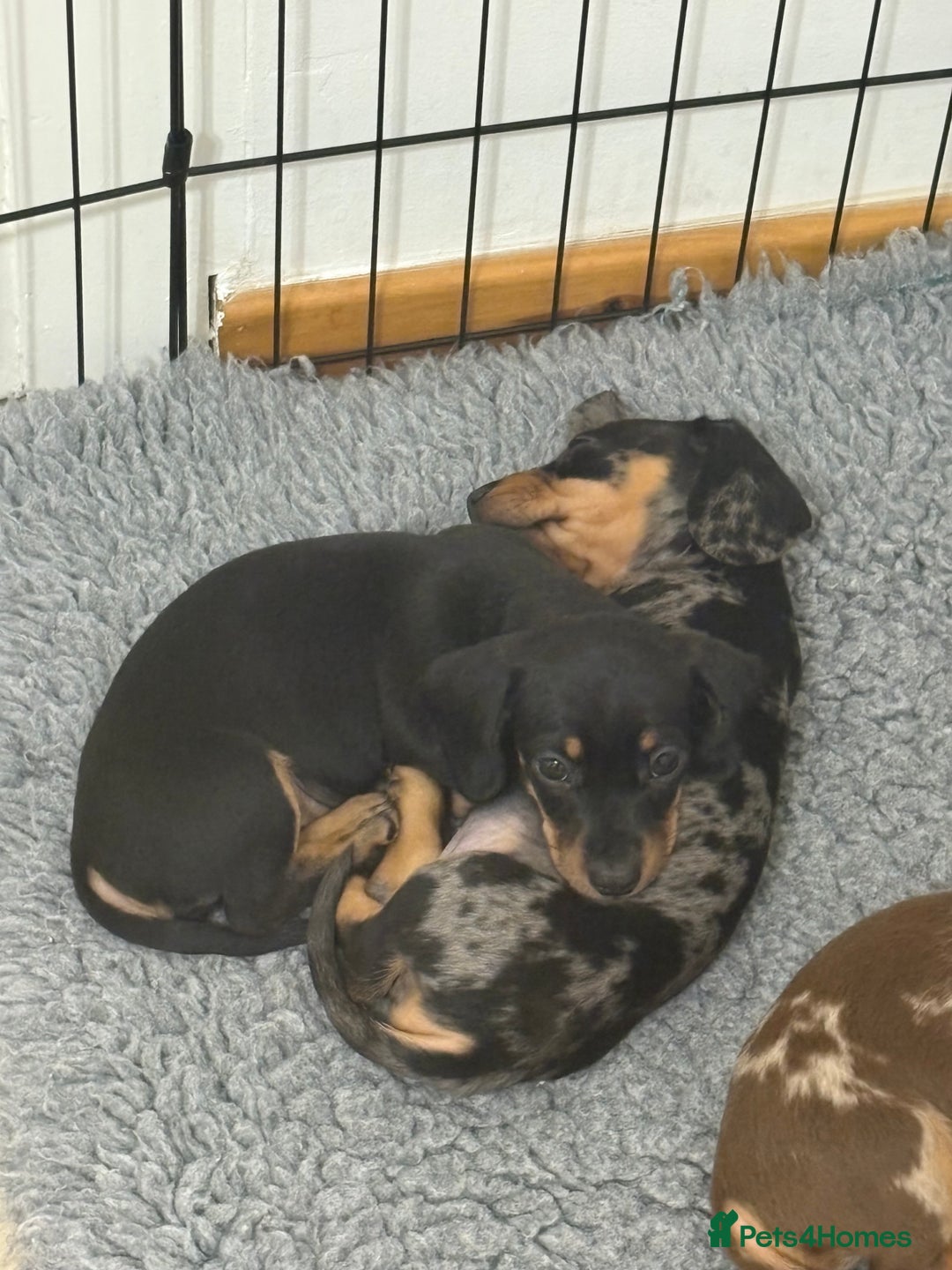 Miniature Dachshund dogs for sale: READY NOW - 2 boys left - KC registered  - Image 2