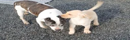 Labrador Retriever dogs for sale: Ikc pedigree Labrador Retriever  - Advert 5