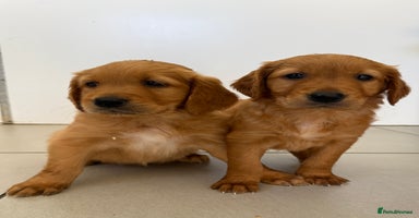 Golden Retriever dogs - Advert 5