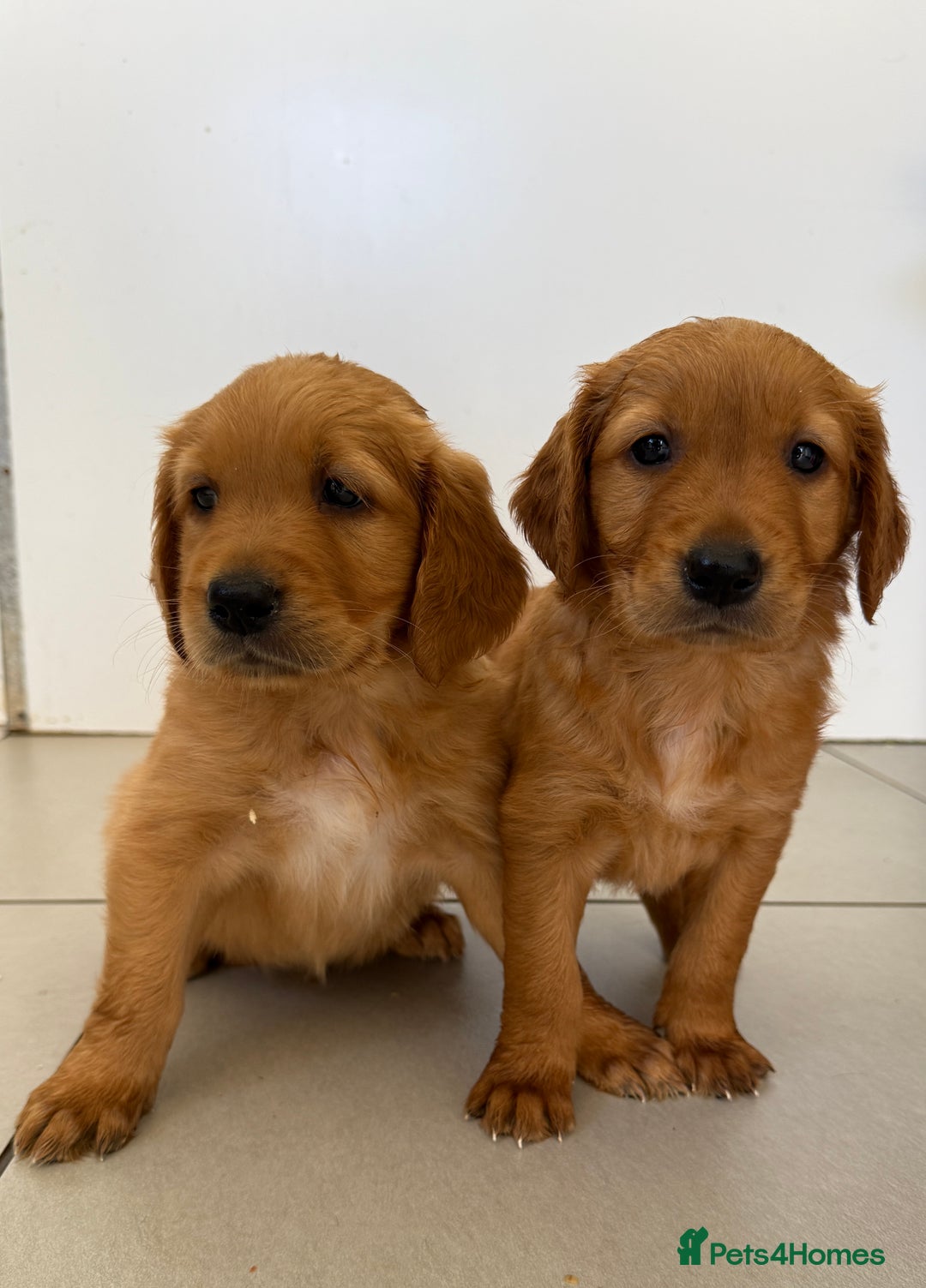 Golden Retriever dogs for sale: KC REG DARK RED GOLDEN RETRIEVER PUPPIES  - Image 3