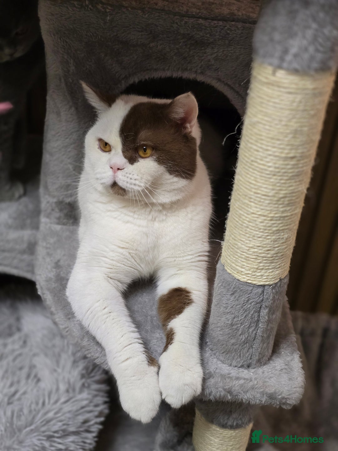 British Shorthair cats for sale: Cinnamon Harlequin Male – GCCF Active Registered - Advert 2