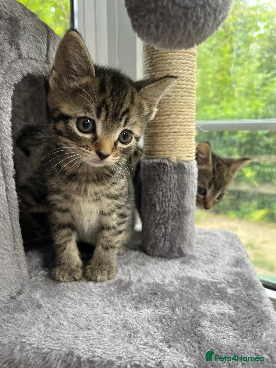 British Shorthair cats for sale: Tabby Male Kittens - Image 8