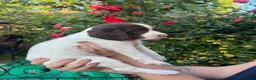 English Springer Spaniel dogs for sale: KC Reg Springer Spaniel Puppies - Horsham in Horsham - Advert 19