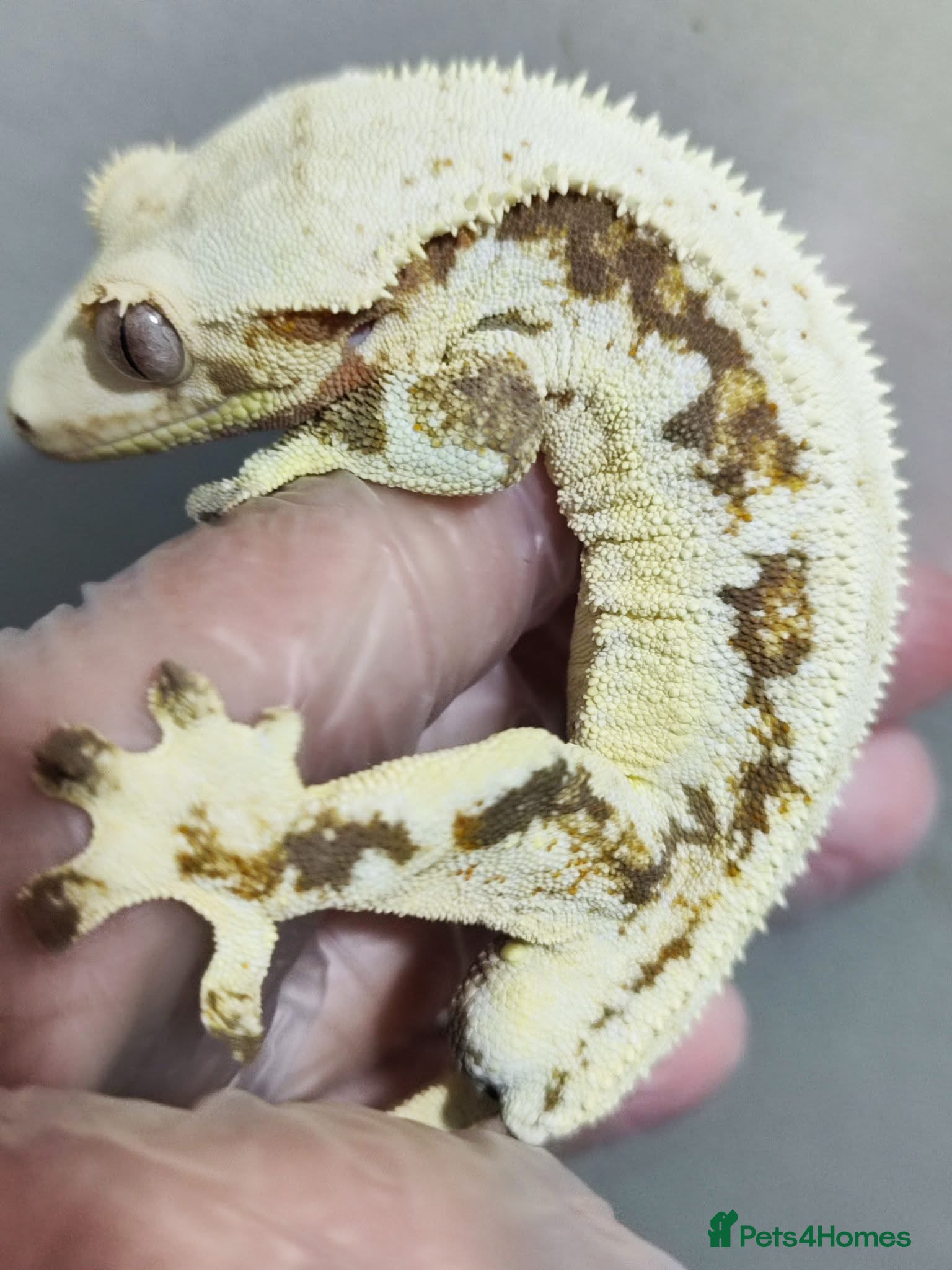 Gecko reptiles Stunning Lilly tri colour  - Advert 16