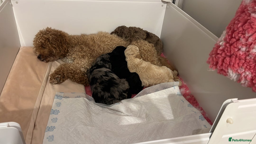 Cockapoo dogs for sale: Stunning health tested F1b cockerpoo puppies - Advert 17