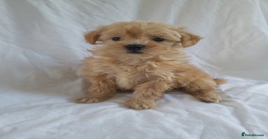 Morkie dogs - Advert 4