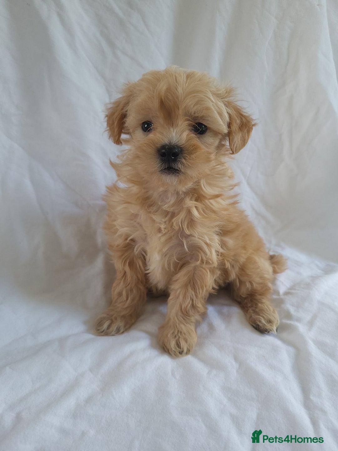 Morkie dogs for sale: Morkie puppies 5 🌟licence breeder  - Image 3