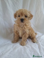 Morkie dogs - Advert 4