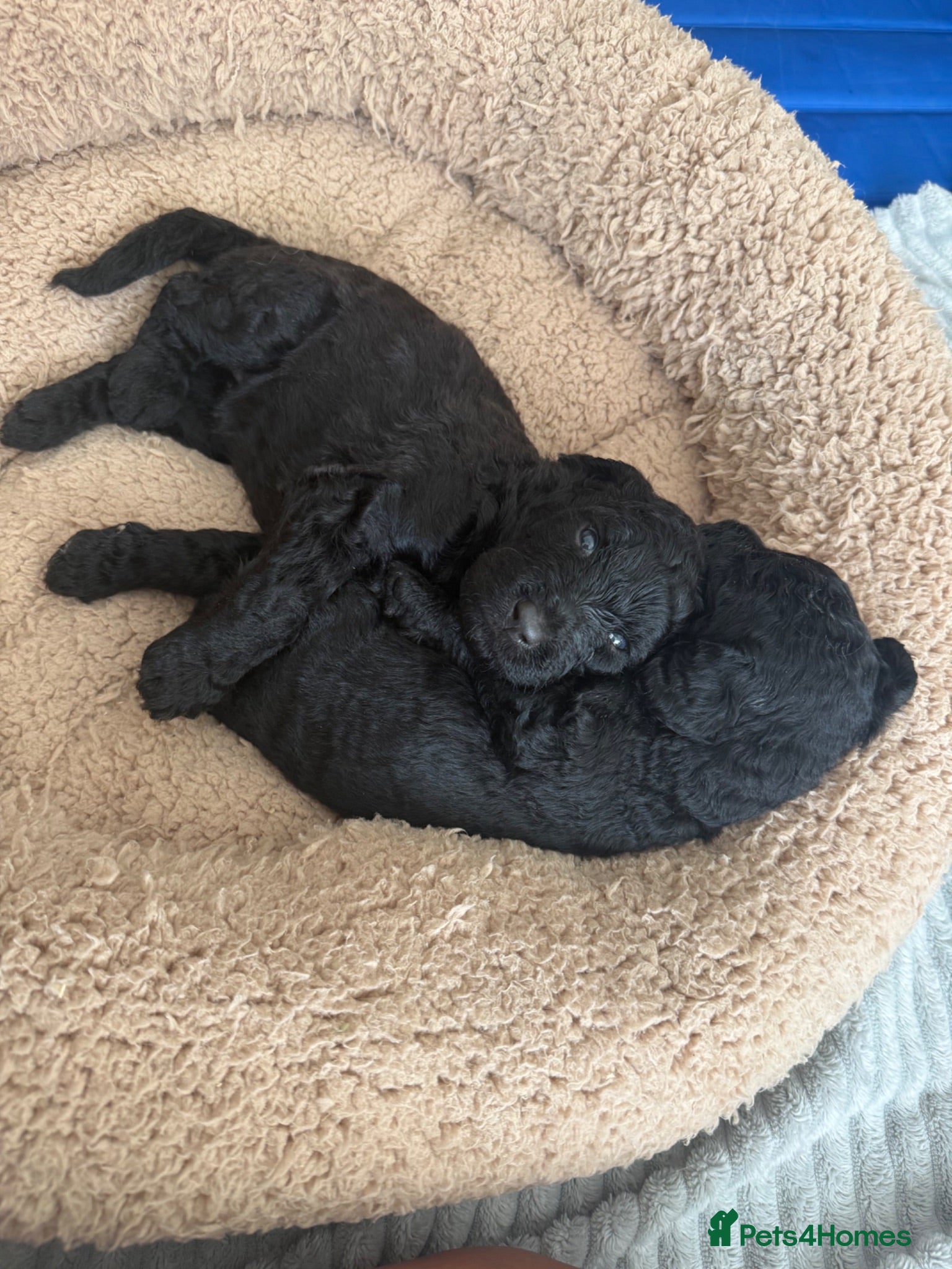 Labradoodle dogs Multi gen labradoodle x standard poodle puppies  - Advert 8