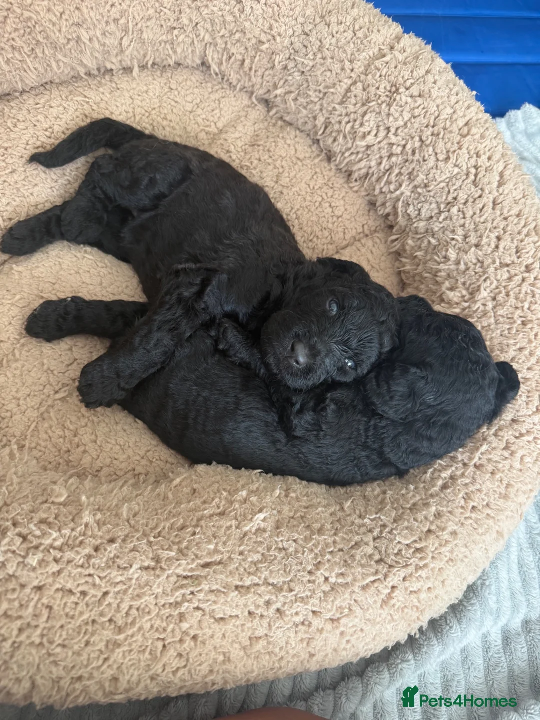 Labradoodle dogs for sale: Multi gen labradoodle x standard poodle puppies  - Advert 1
