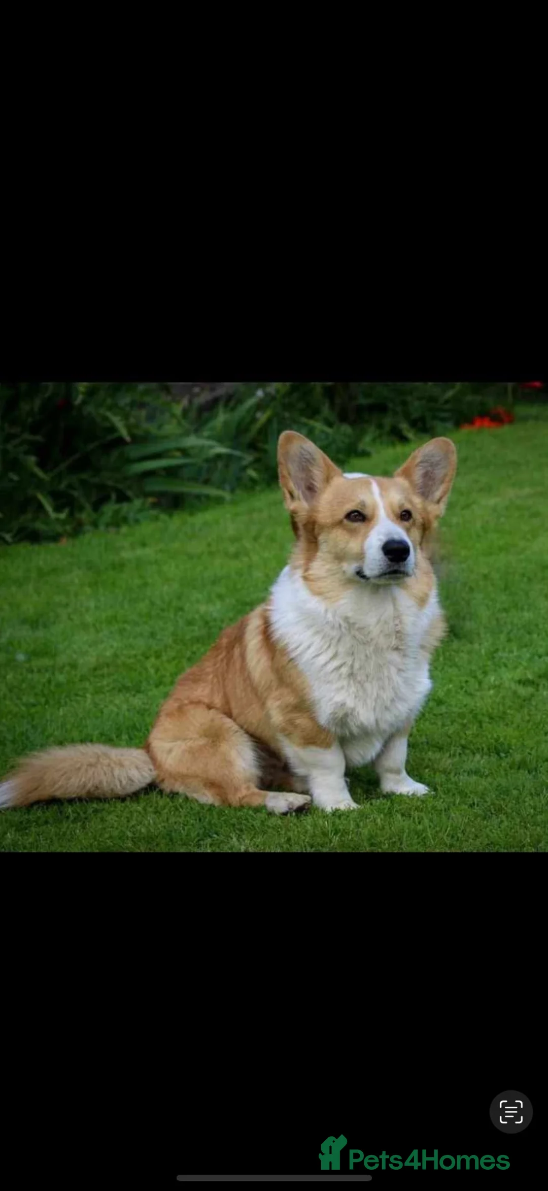 Welsh Corgi Pembroke dogs for sale: ✨KC Registered Welsh Pembrokeshire Corgi Puppies✨ - Advert 17