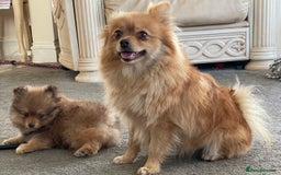 Pomeranian dogs for sale: Pomeranian puppy’s  - Image 20