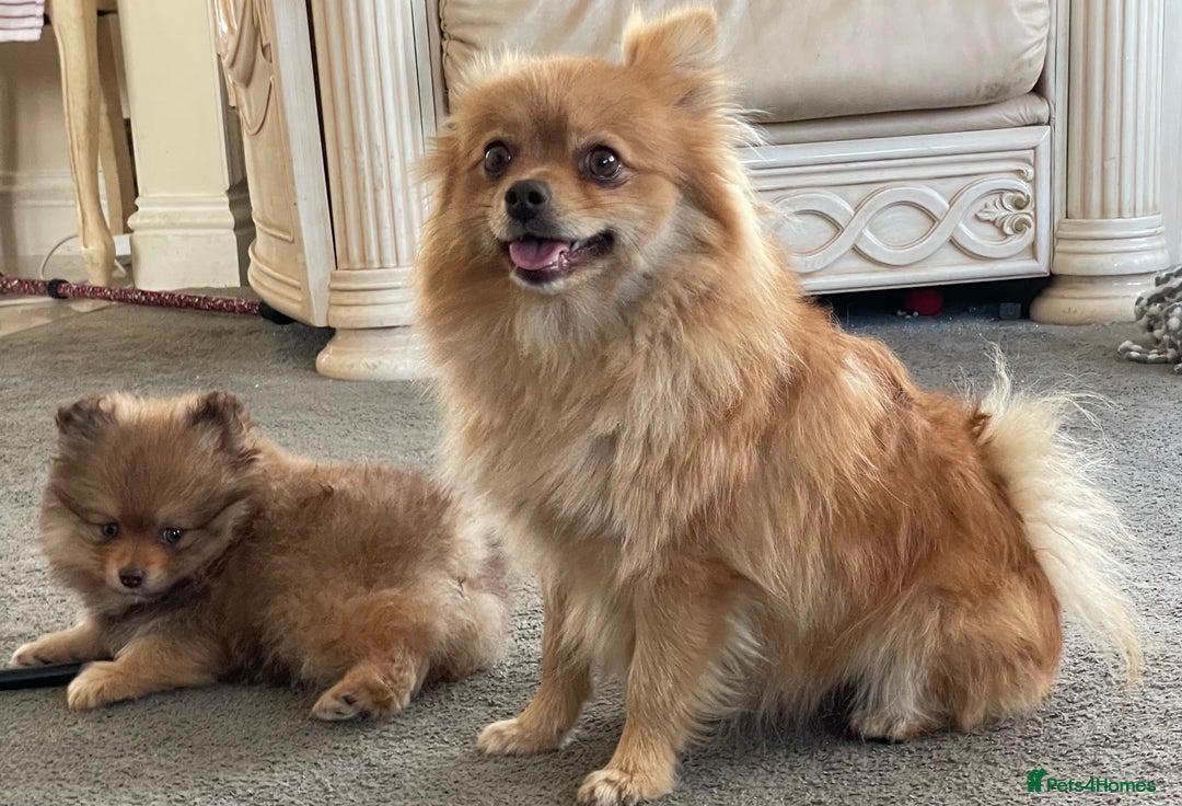 Pomeranian dogs for sale: Pomeranian puppy’s  - Image 20