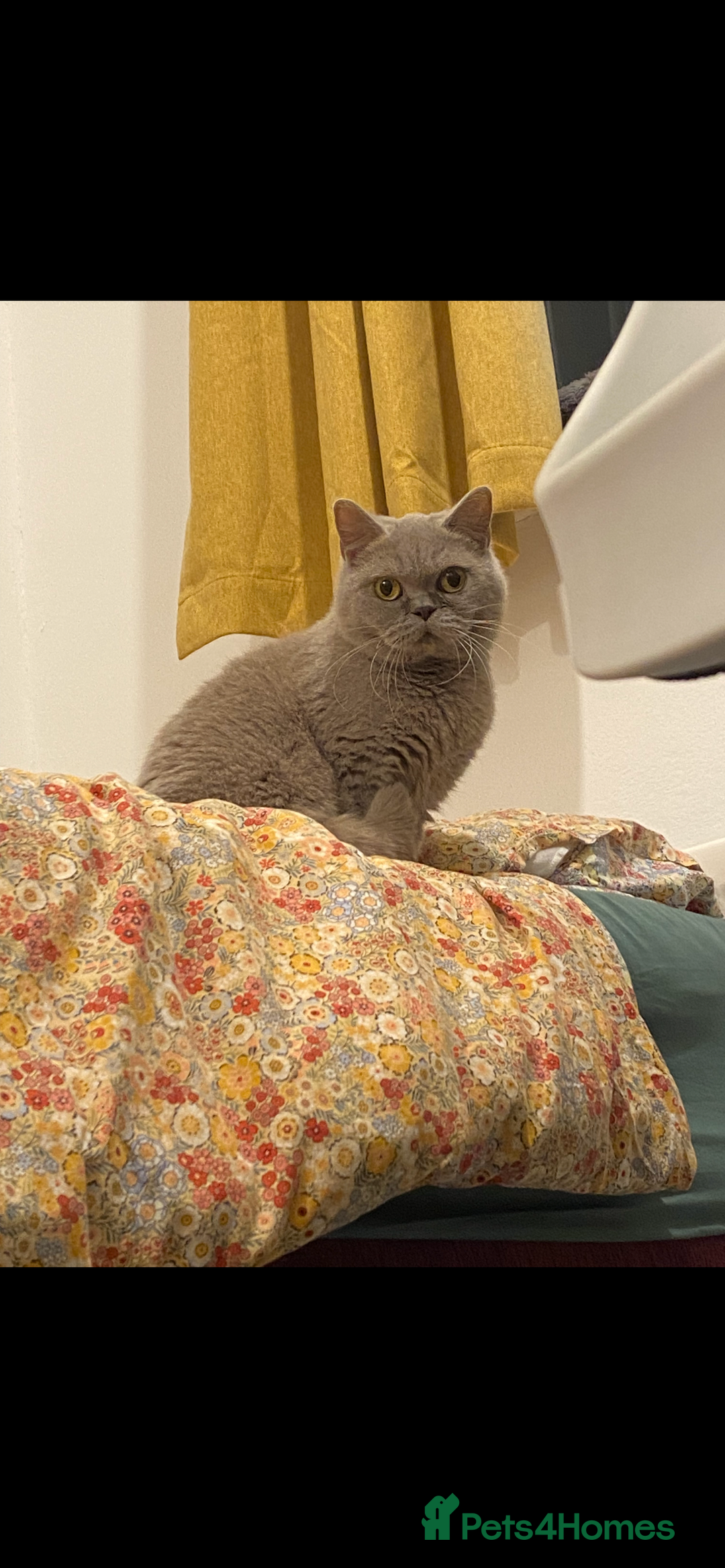British Shorthair cats for sale: Female British Shorthair - Advert 4