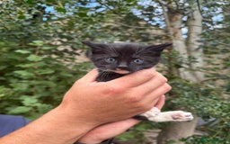 Mixed Breed cats for sale: Kittens for sale  - Image 6