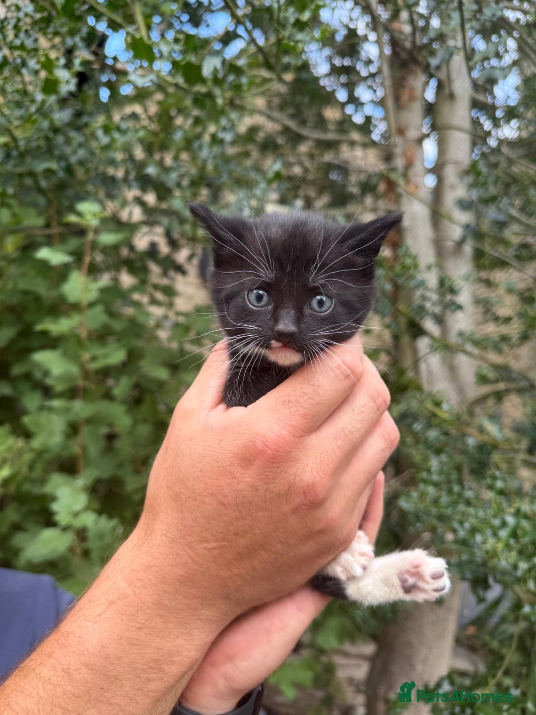 Mixed Breed cats for sale: Kittens for sale  - Image 6