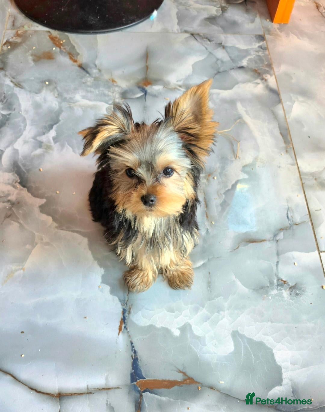 Yorkshire Terrier dogs KC Registered Yorkshire Terrier Puppies  - Advert 1