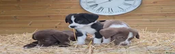Mixed Breed dogs for sale: Beautiful Newfound puppies now available ☺️ - Advert 11