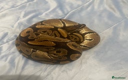 Python Snake reptiles for sale: Royal ball python - Image 7