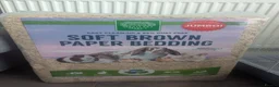 Hamster rodents for sale: Male Syrian hamster in Musselburgh - Advert 10