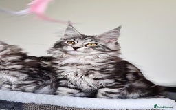 Maine Coon cats for sale: STUNNING XL PEDIGREE MAINE COON KITTENS  - Image 24