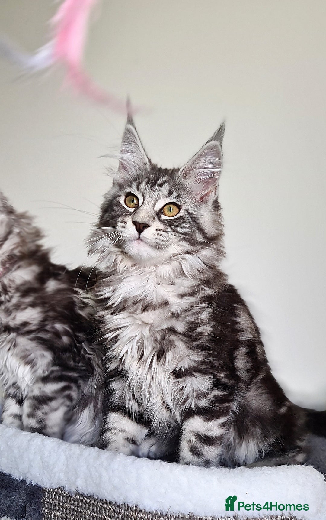 Maine Coon cats for sale: STUNNING XL PEDIGREE MAINE COON KITTENS  - Image 24