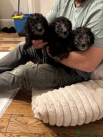 Mixed Breed dogs Bedlington Whippet - Advert 6