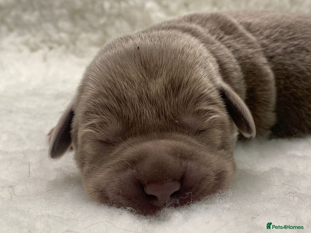 Labrador Retriever dogs for sale: Highest Health Tested Silver Puppies  - Image 7