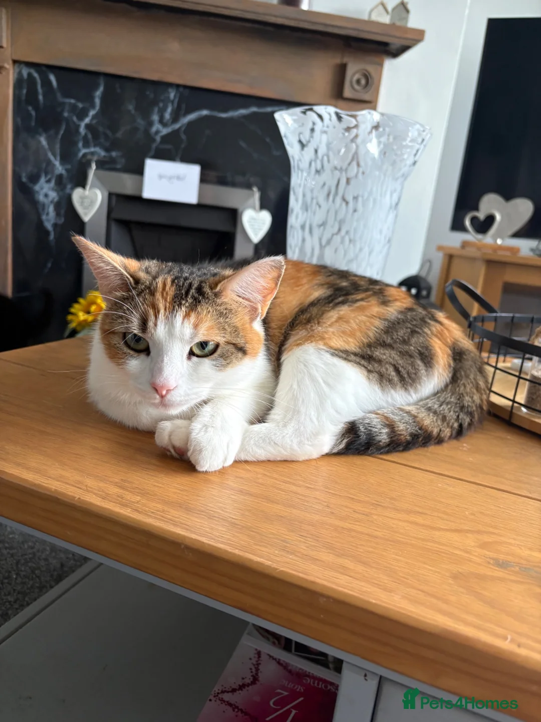 Mixed Breed cats for sale: Kitten in Wakefield - Advert 1