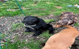 Cocker Spaniel dogs for sale: Beautiful Litter of Cocker Spaniel Puppies  - Image 13