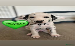 Dalmatian dogs for sale: Stunning mixed litter of Dalmatians  - Image 4