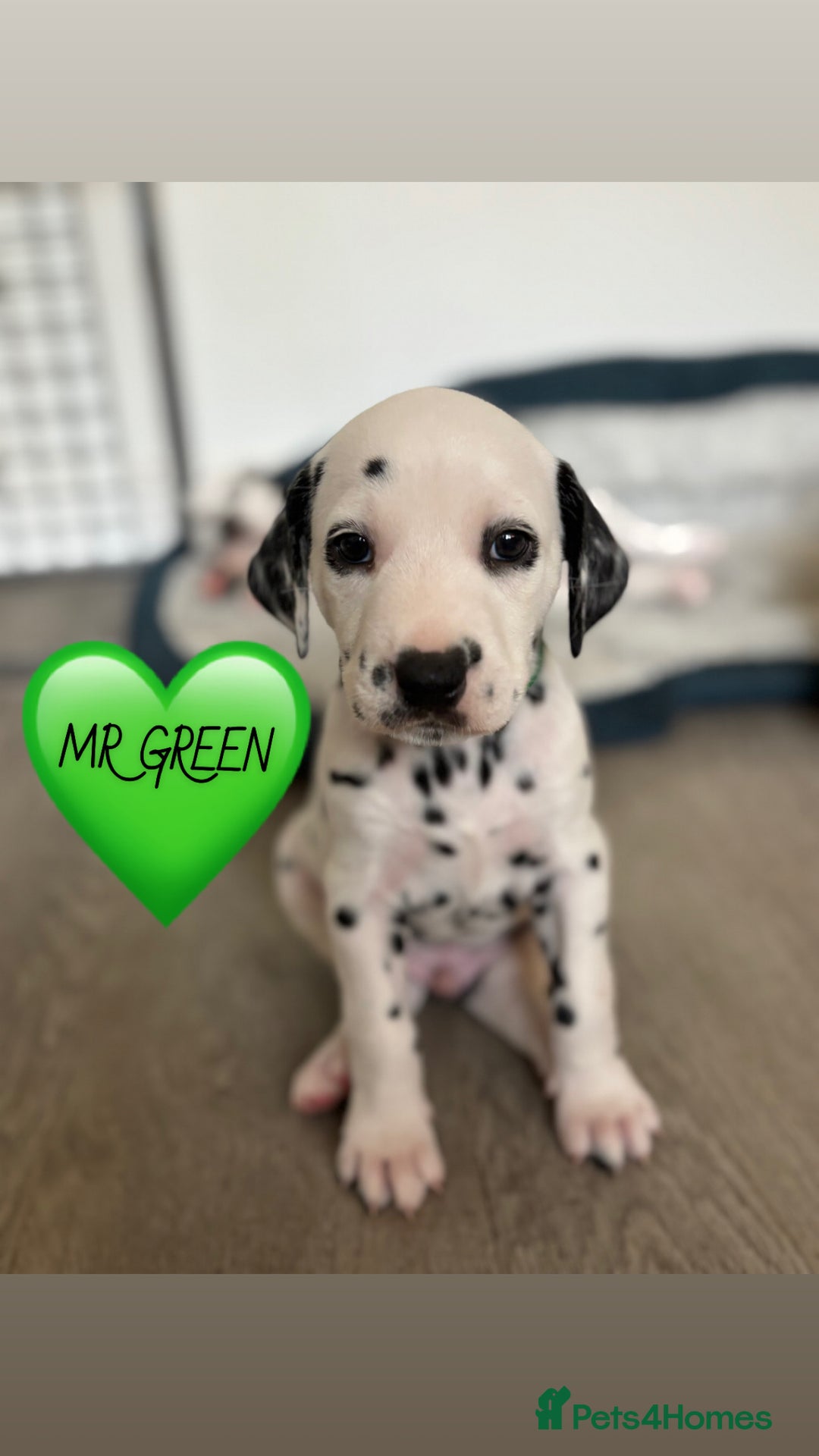 Dalmatian dogs for sale: Stunning mixed litter of Dalmatians  - Image 4