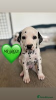 Dalmatian dogs Stunning mixed litter of Dalmatians - Advert 4