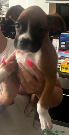 Boxer dogs - Advert 4