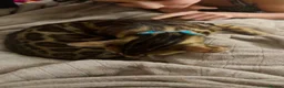 Bengal cats for sale: Friendly & Sociable Bengal Male Kitten - Advert 7