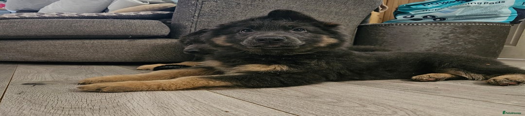 German Shepherd Puppy 1 sunshine