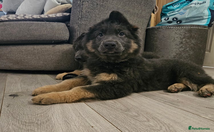 German Shepherd dogs - Advert 3