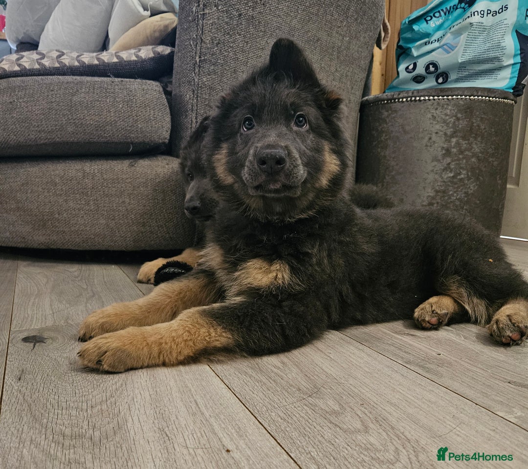 German Shepherd dogs for sale: 2 Beautiful Girls Available  - Image 1