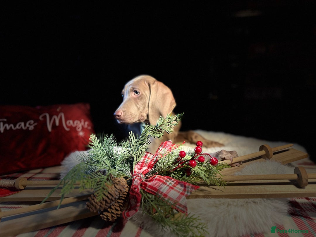 Weimaraner dogs for sale: ✨READY NOW✨ LAST FEW GIRLS✨ KC Reg Pups  ✨ - Advert 33