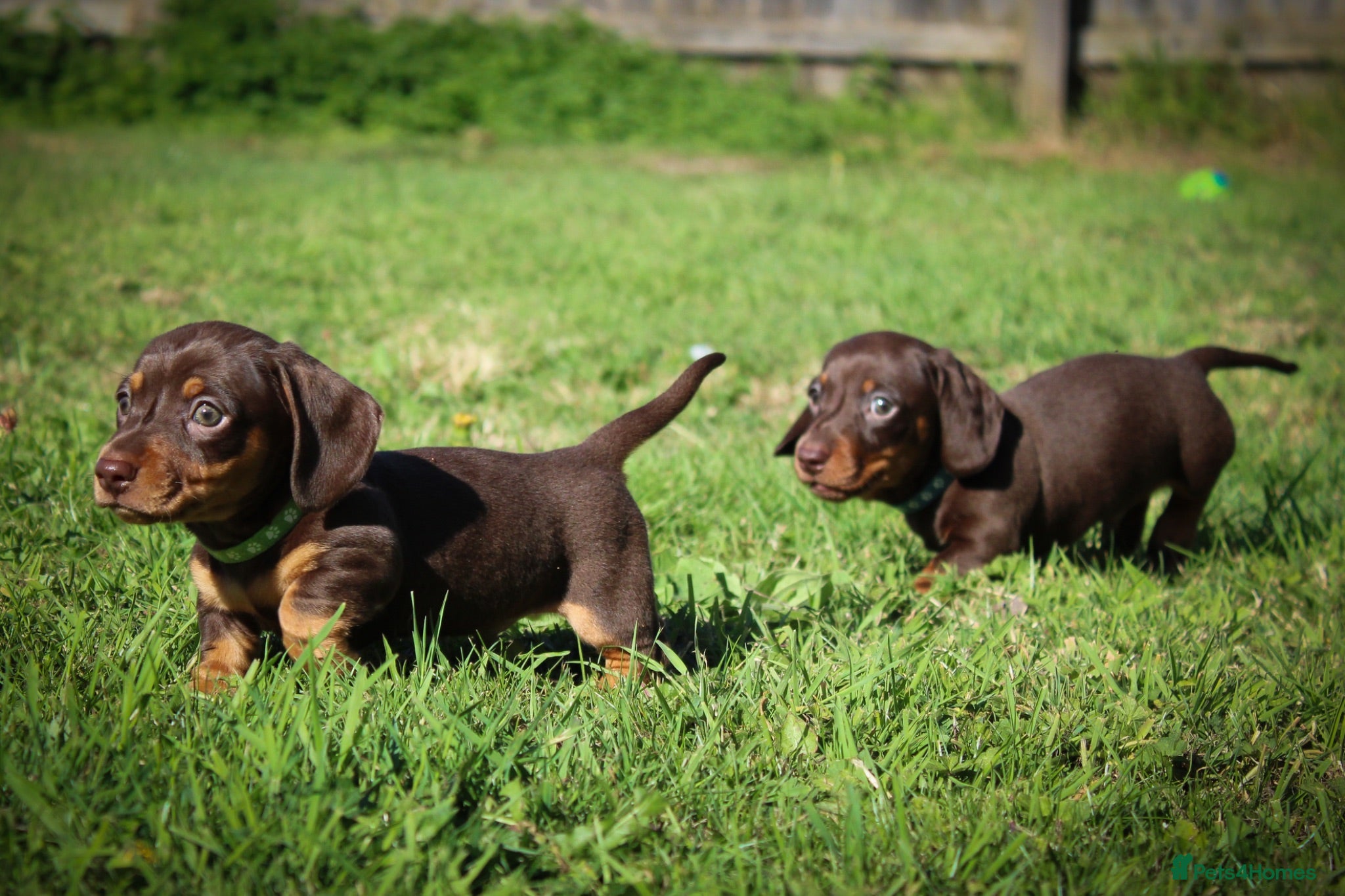 Miniature Dachshund dogs Outstanding Miniature Dachshund Pups - Advert 1