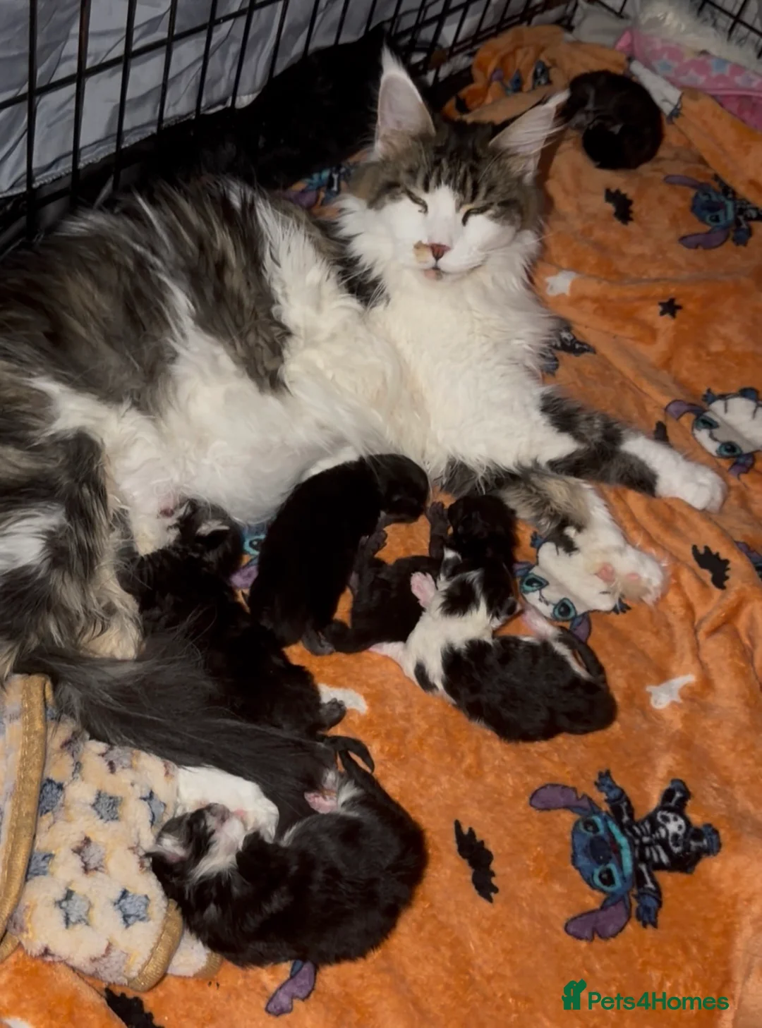 Maine Coon cats for sale: 6 beautiful Maine coon kittens  - Advert 2